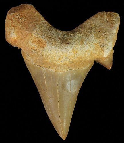 Otodus Shark Tooth Fossil - Eocene #67199